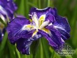 IRIS ensata 'Ruffled Dimitry' 
